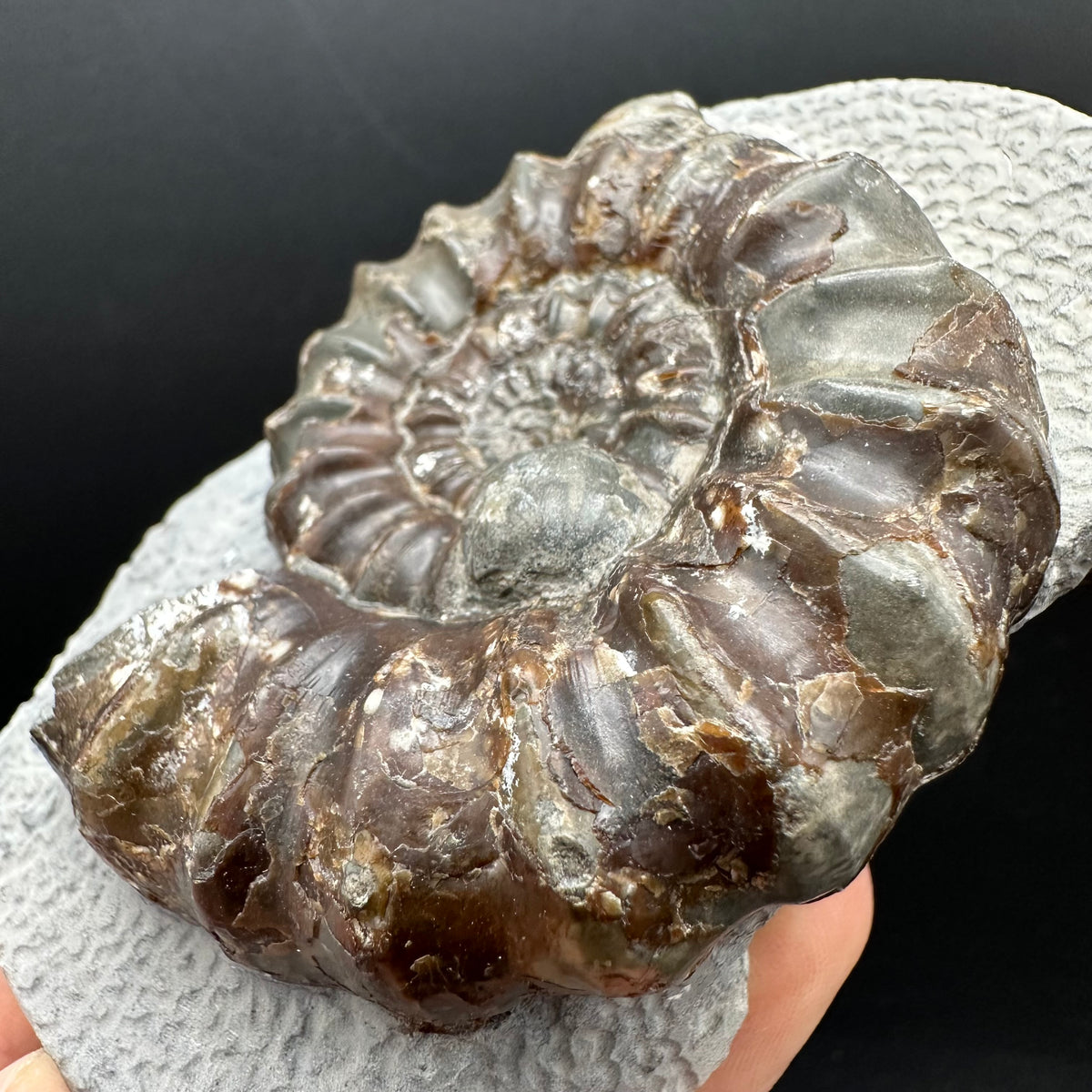 Androgynoceras maculatum ammonite fossil with box and stand - Whitby, North Yorkshire Jurassic Coast Yorkshire Fossils