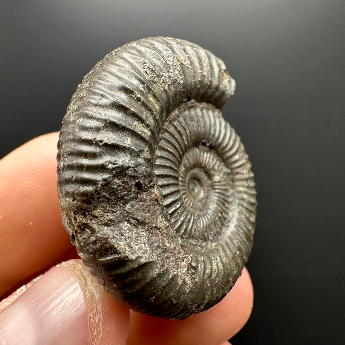 Dactylioceras Ammonite Fossil With box and Stand - Whitby, North Yorkshire Jurassic Coast Yorkshire Fossils