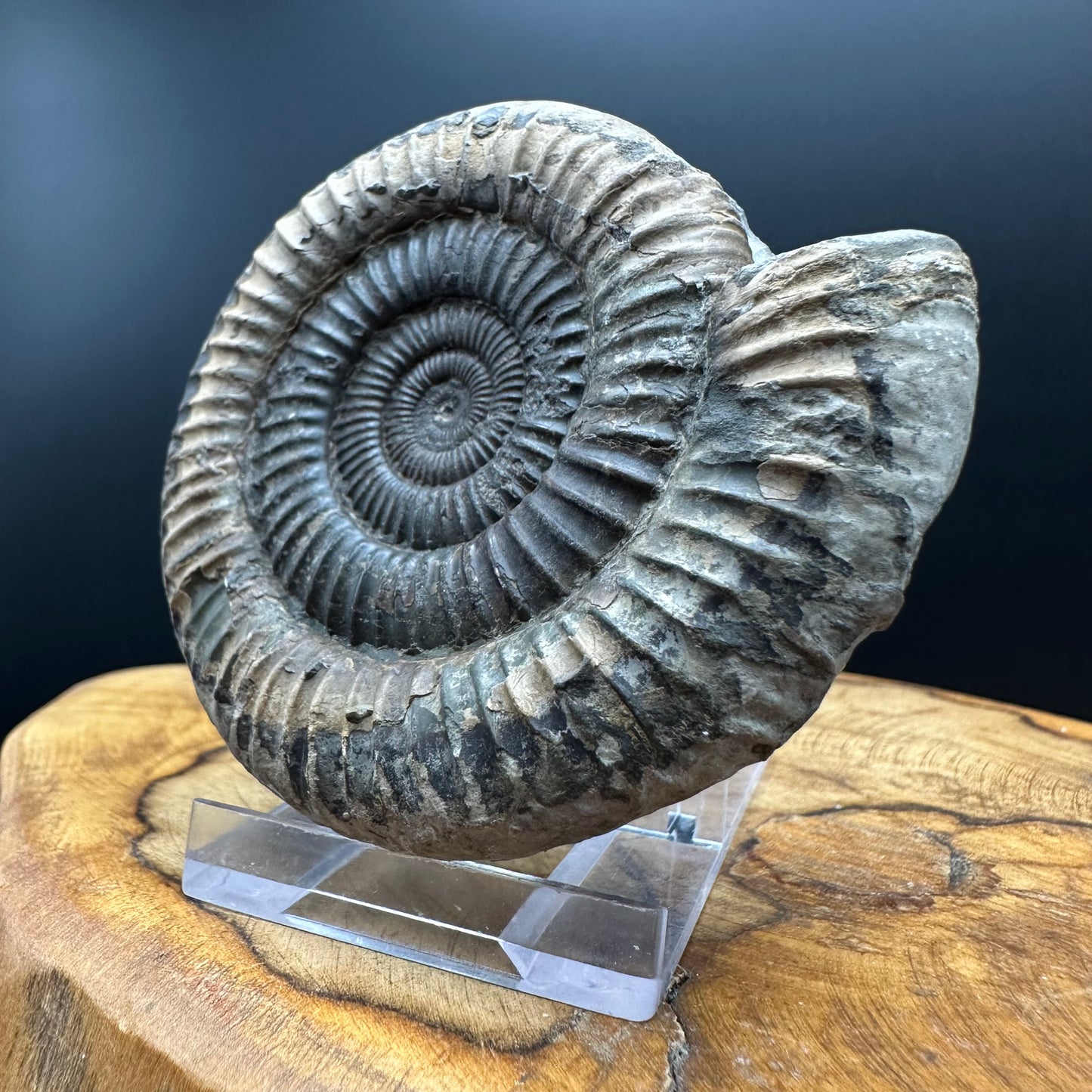 Dactylioceras Ammonite Fossil With box and Stand - Whitby, North Yorkshire Jurassic Coast Yorkshire Fossils