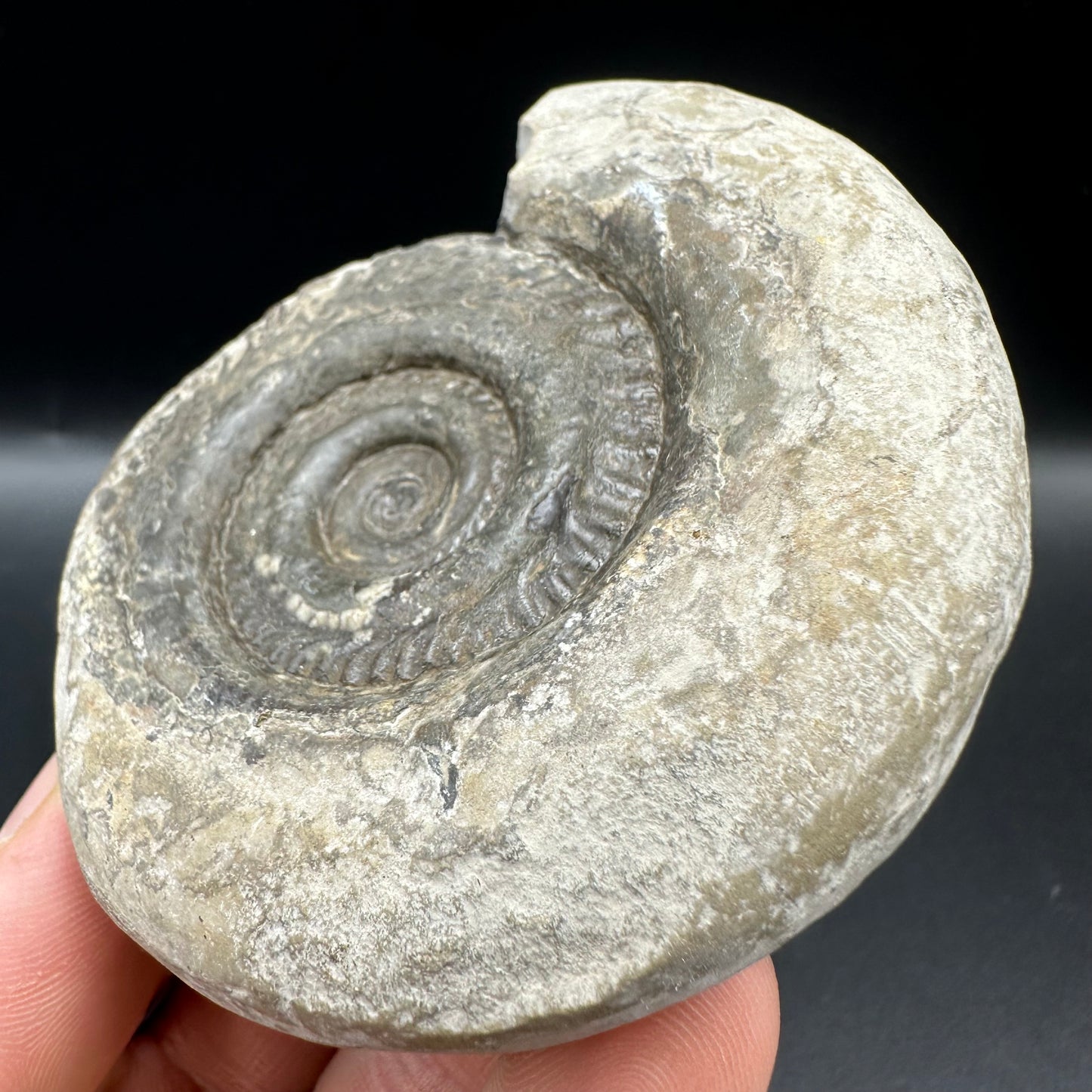 Hildoceras Bifrons Ammonite fossil with box and stand - Whitby, North Yorkshire Jurassic Coast, Yorkshire Fossils from the Jurassic Coast