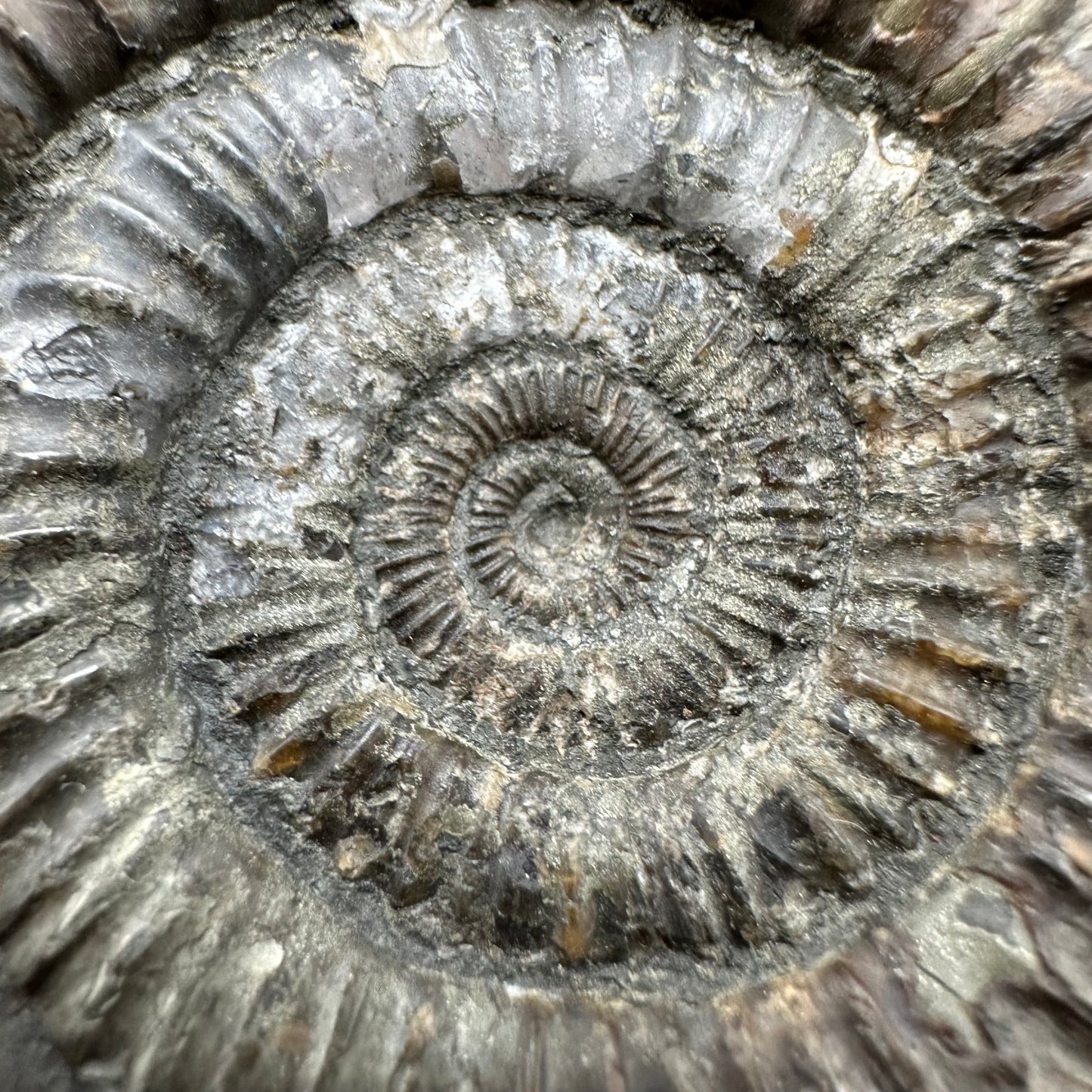 Dactylioceras Ammonite Fossil With box and Stand - Whitby, North Yorkshire Jurassic Coast Yorkshire Fossils