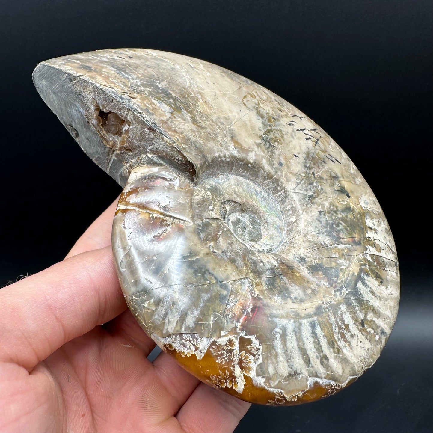 Cleoniceras Ammonite Fossil With Stand - Cretaceous Ammonite Madagascar