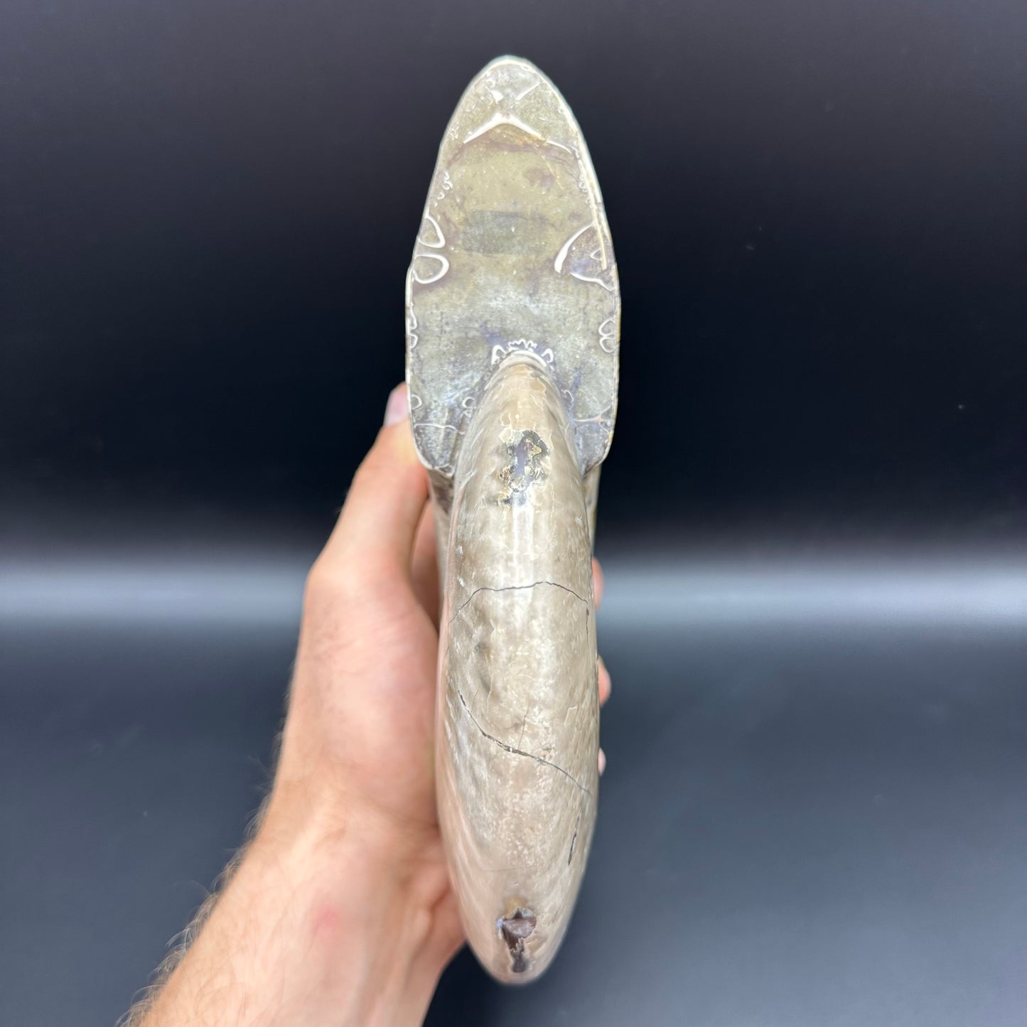Cleoniceras Ammonite Fossil With Stand - Cretaceous Ammonite Madagascar