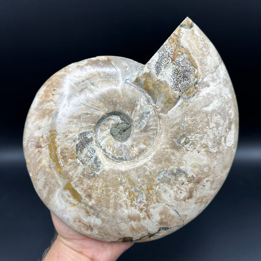 Cleoniceras Ammonite Fossil With Stand - Cretaceous Ammonite Madagascar