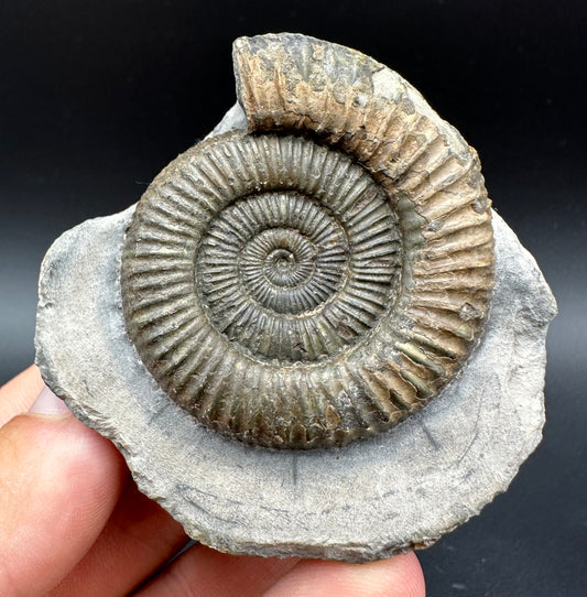 Dactylioceras Ammonite Fossil With Box And Stand - Whitby, North Yorkshire Jurassic Coast Yorkshire Fossils