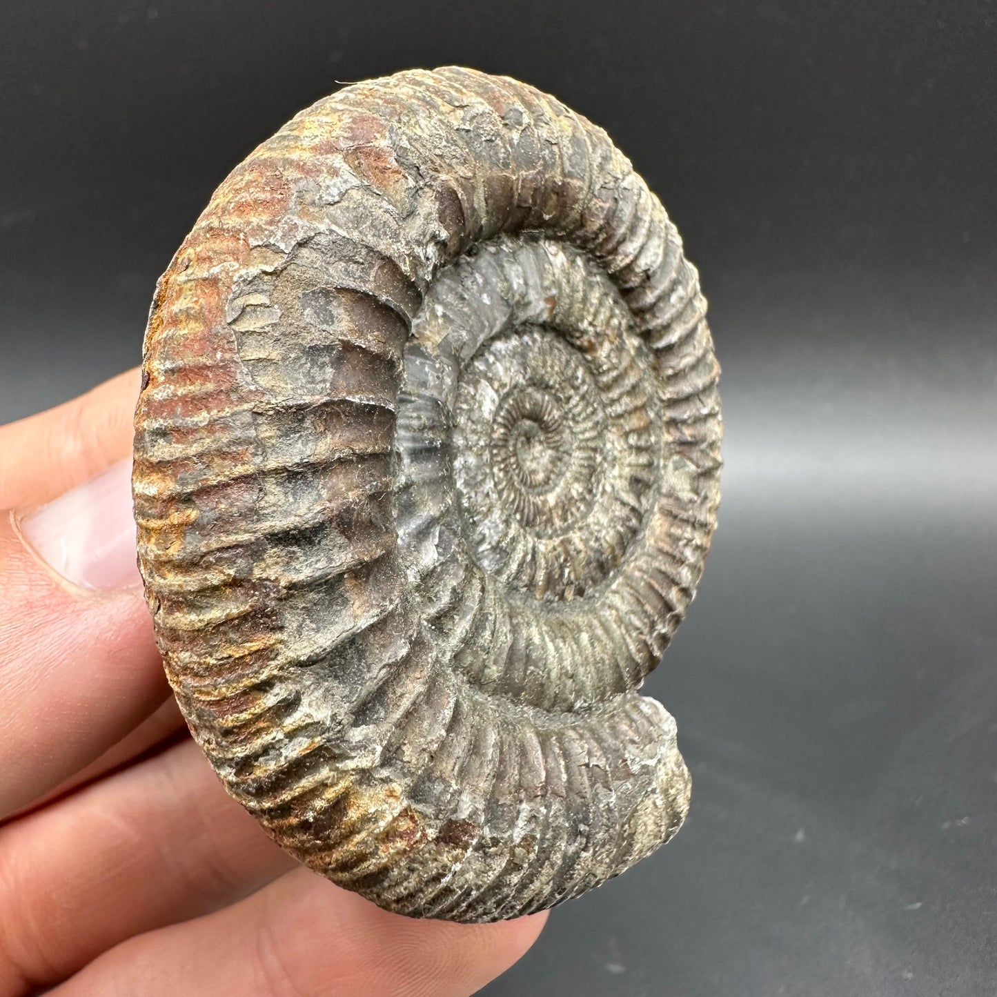 Dactylioceras Ammonite Fossil With box and Stand - Whitby, North Yorkshire Jurassic Coast Yorkshire Fossils