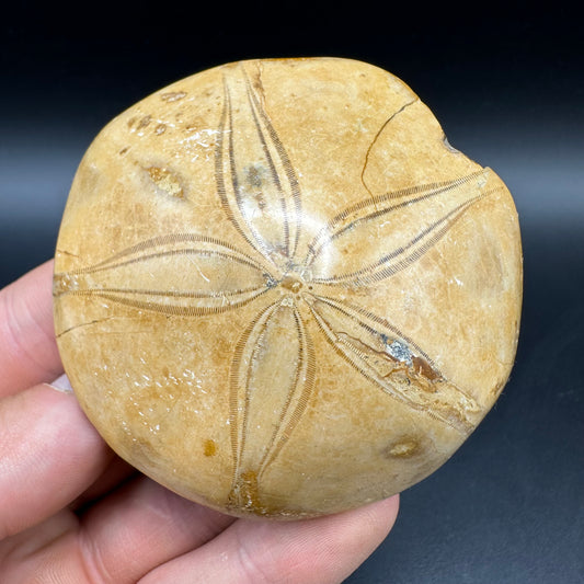 Holectypus Sea Urchin Fossil With Box And Stand - Middle Jurassic Madagascar