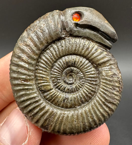 Snakestone Ammonite Fossil With Bag/Box And Stand - Whitby, North Yorkshire Jurassic Coast Yorkshire Fossils