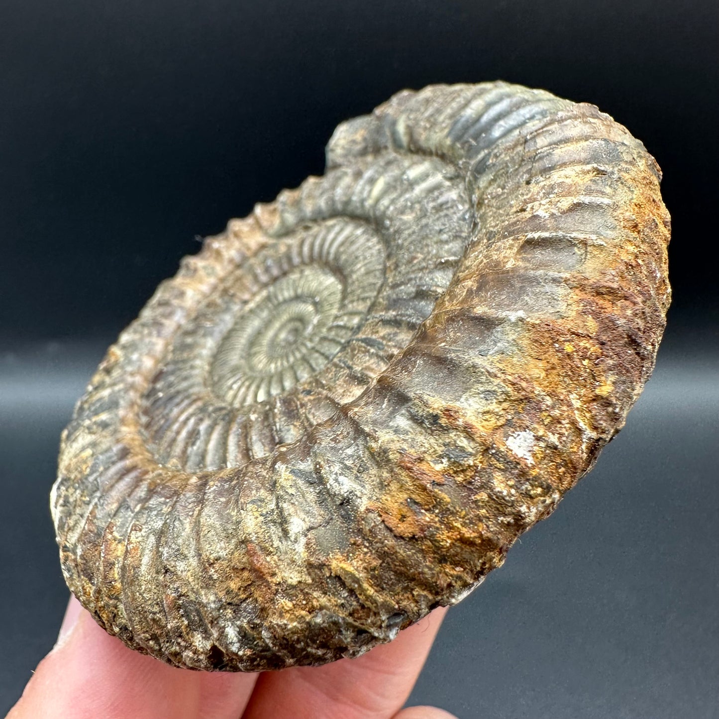 Dactylioceras Ammonite Fossil With Box And Stand - Whitby, North Yorkshire Jurassic Coast Yorkshire Fossils