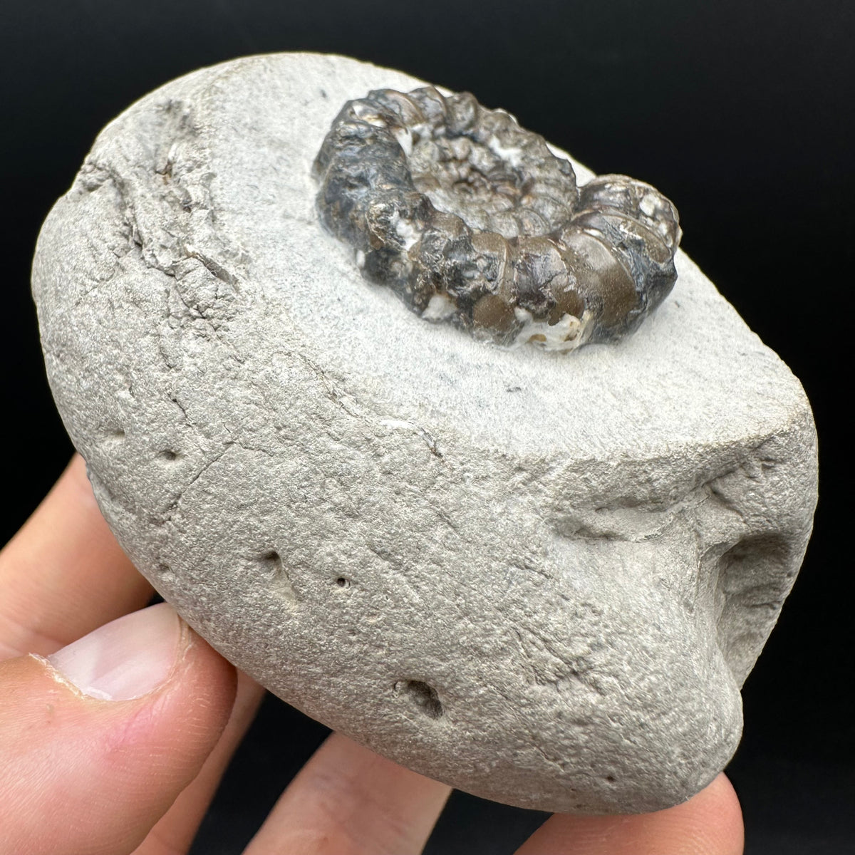 Androgynoceras maculatum ammonite fossil with box and stand - Whitby, North Yorkshire Jurassic Coast Yorkshire Fossils