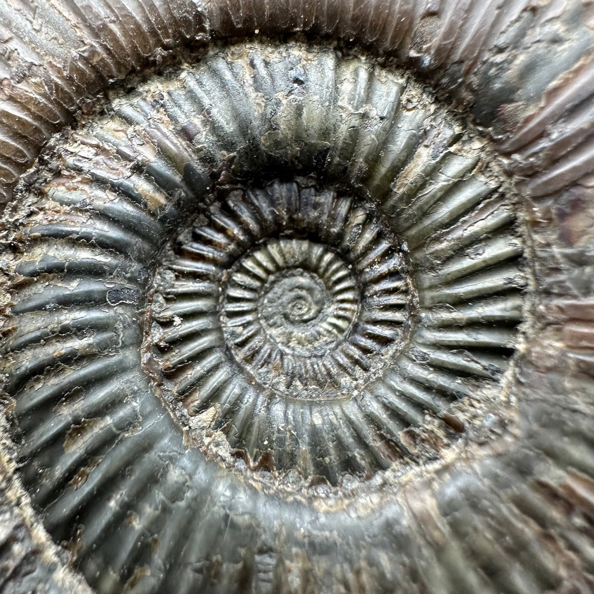 Dactylioceras Ammonite nodule (split pair) Fossil With Box And Stand - Whitby, North Yorkshire Jurassic Coast Yorkshire Fossils