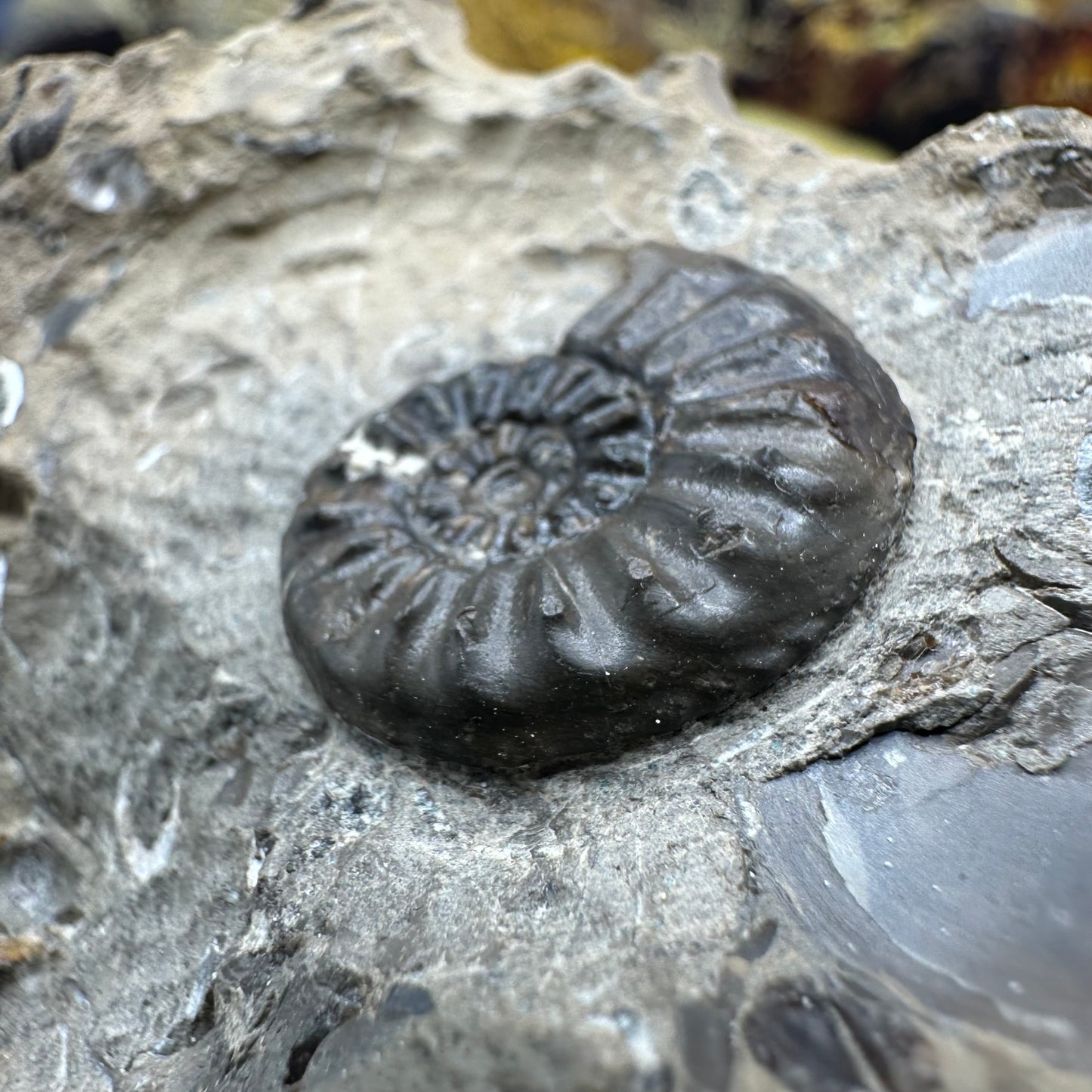 Amaltheus subnodosus ammonite fossil - Whitby, North Yorkshire Jurassic Coast Yorkshire Fossils