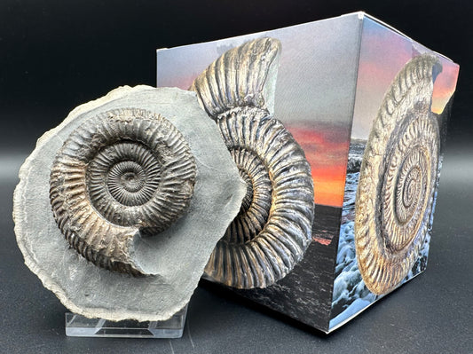 Dactylioceras Ammonite Fossil With Box And Stand - Whitby, North Yorkshire Jurassic Coast Yorkshire Fossils