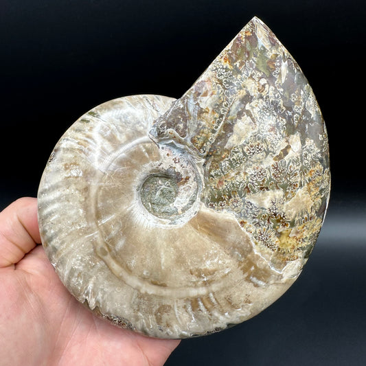 Cleoniceras Ammonite Fossil With Stand - Cretaceous Ammonite Madagascar