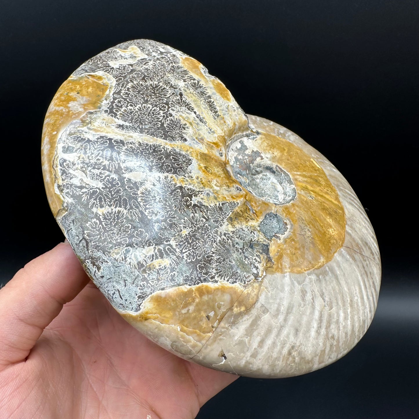 Cleoniceras Ammonite Fossil With Stand - Cretaceous Ammonite Madagascar