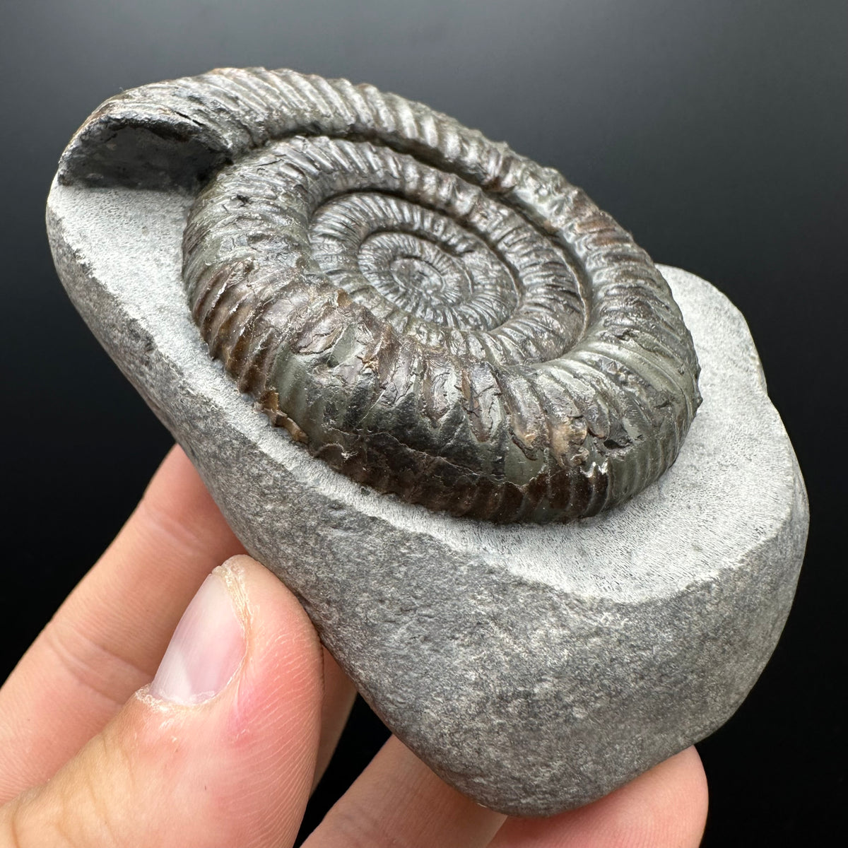 Dactylioceras Ammonite Fossil With box and Stand - Whitby, North Yorkshire Jurassic Coast Yorkshire Fossils
