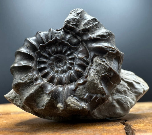 Gagaticeras Ammonite fossil with box and stand - Whitby, North Yorkshire Jurassic Coast Yorkshire Fossils