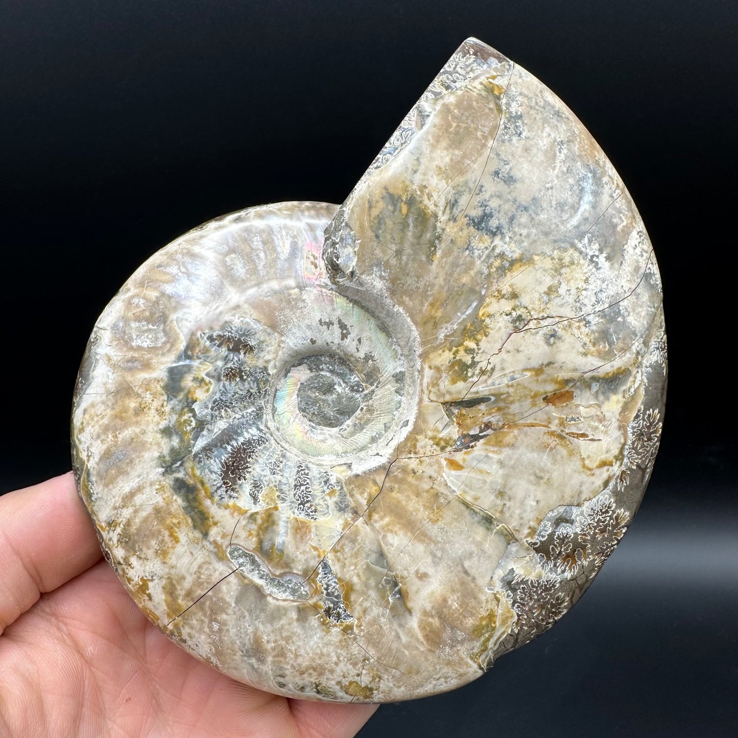 Cleoniceras Ammonite Fossil With Stand - Cretaceous Ammonite Madagascar