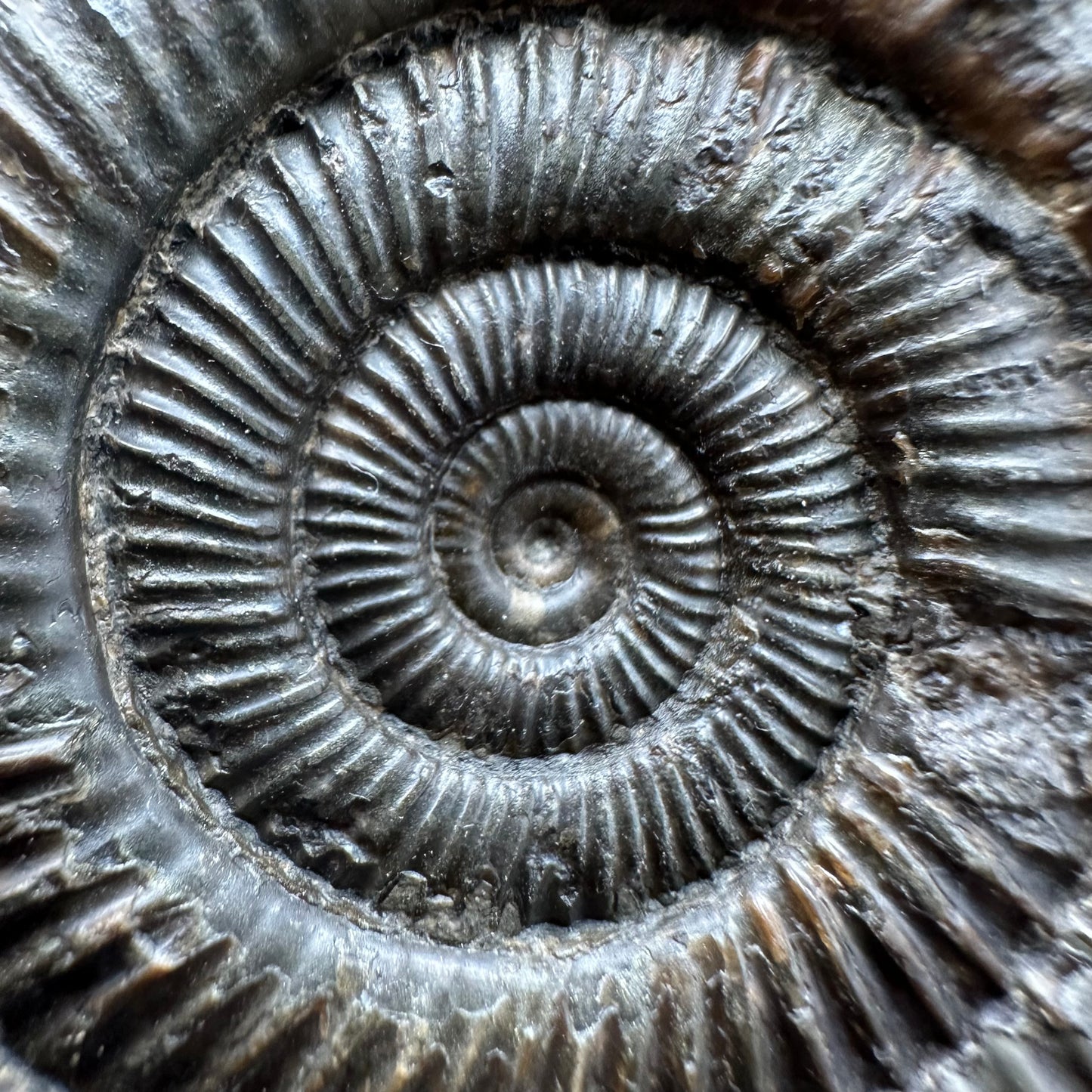 Dactylioceras Ammonite Fossil With box and Stand - Whitby, North Yorkshire Jurassic Coast Yorkshire Fossils