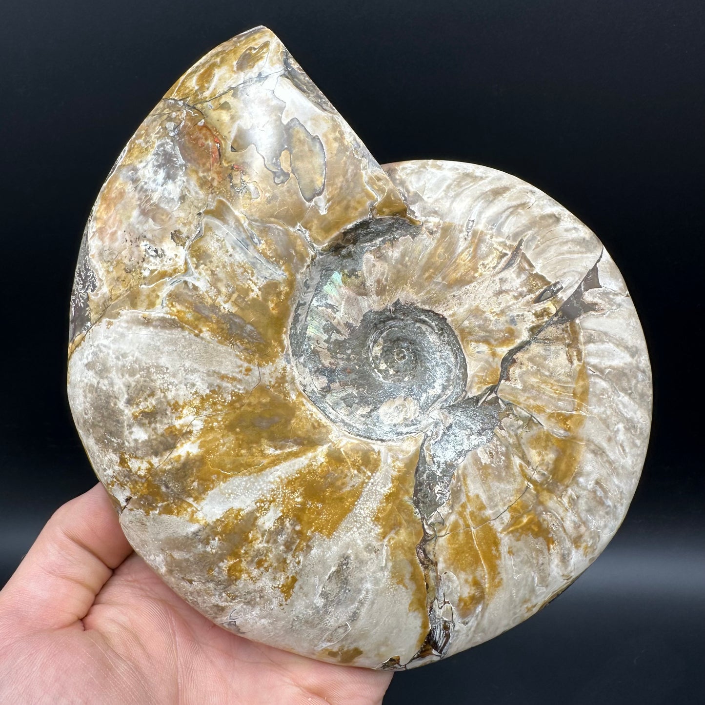Cleoniceras Ammonite Fossil With Stand - Cretaceous Ammonite Madagascar