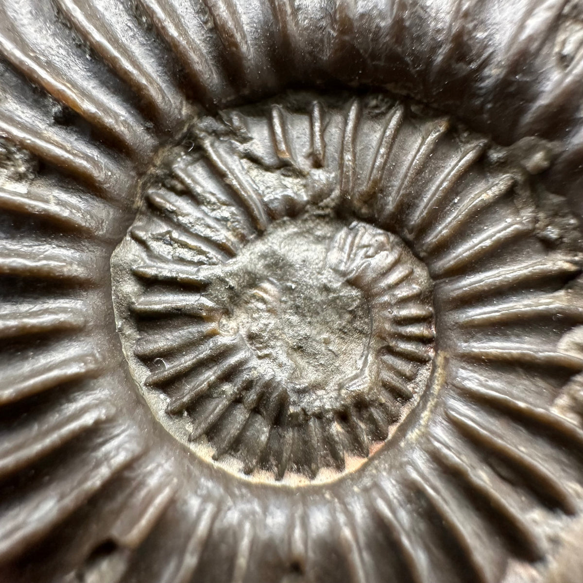 Schlothemia sp. ammonite fossil with box and stand - Whitby, North Yorkshire Jurassic Coast, Yorkshire fossils
