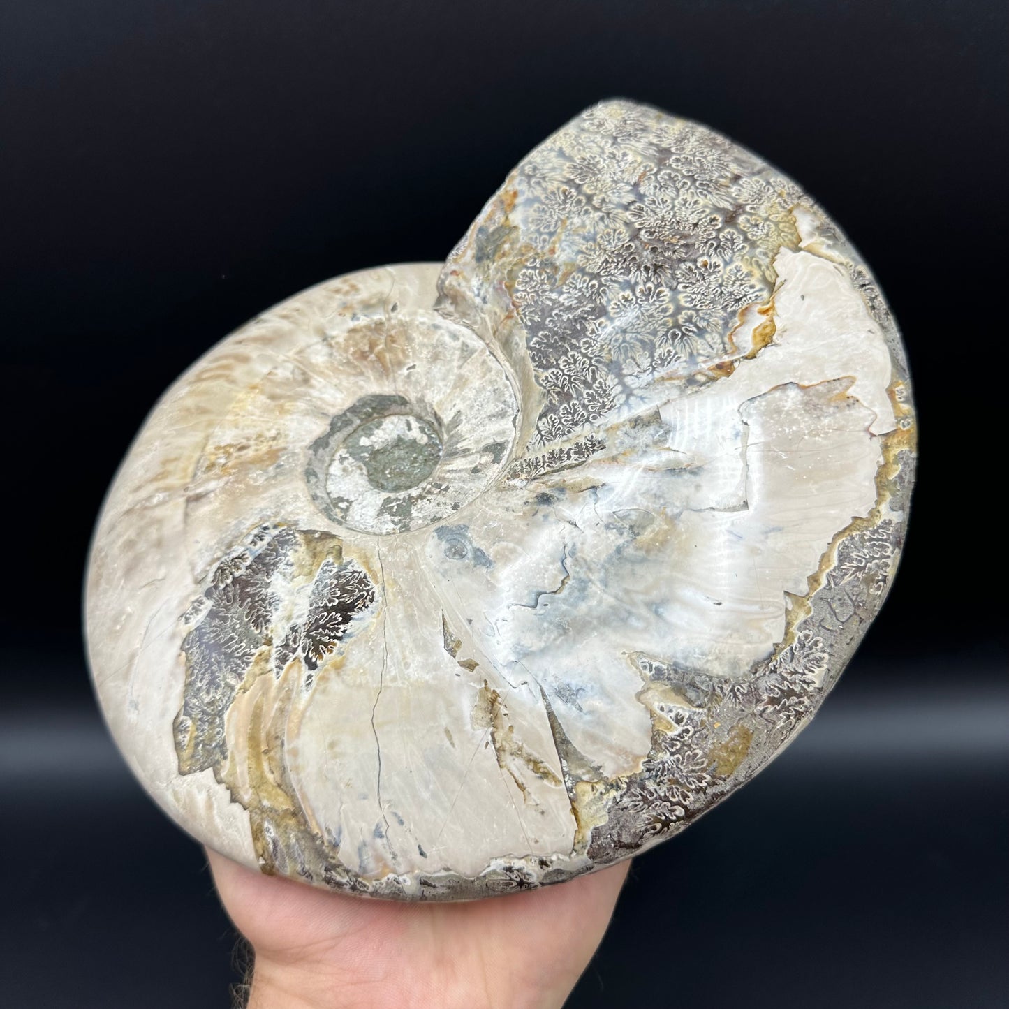 Cleoniceras Ammonite Fossil With Stand - Cretaceous Ammonite Madagascar