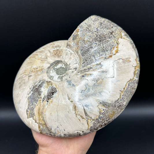 Cleoniceras Ammonite Fossil With Stand - Cretaceous Ammonite Madagascar