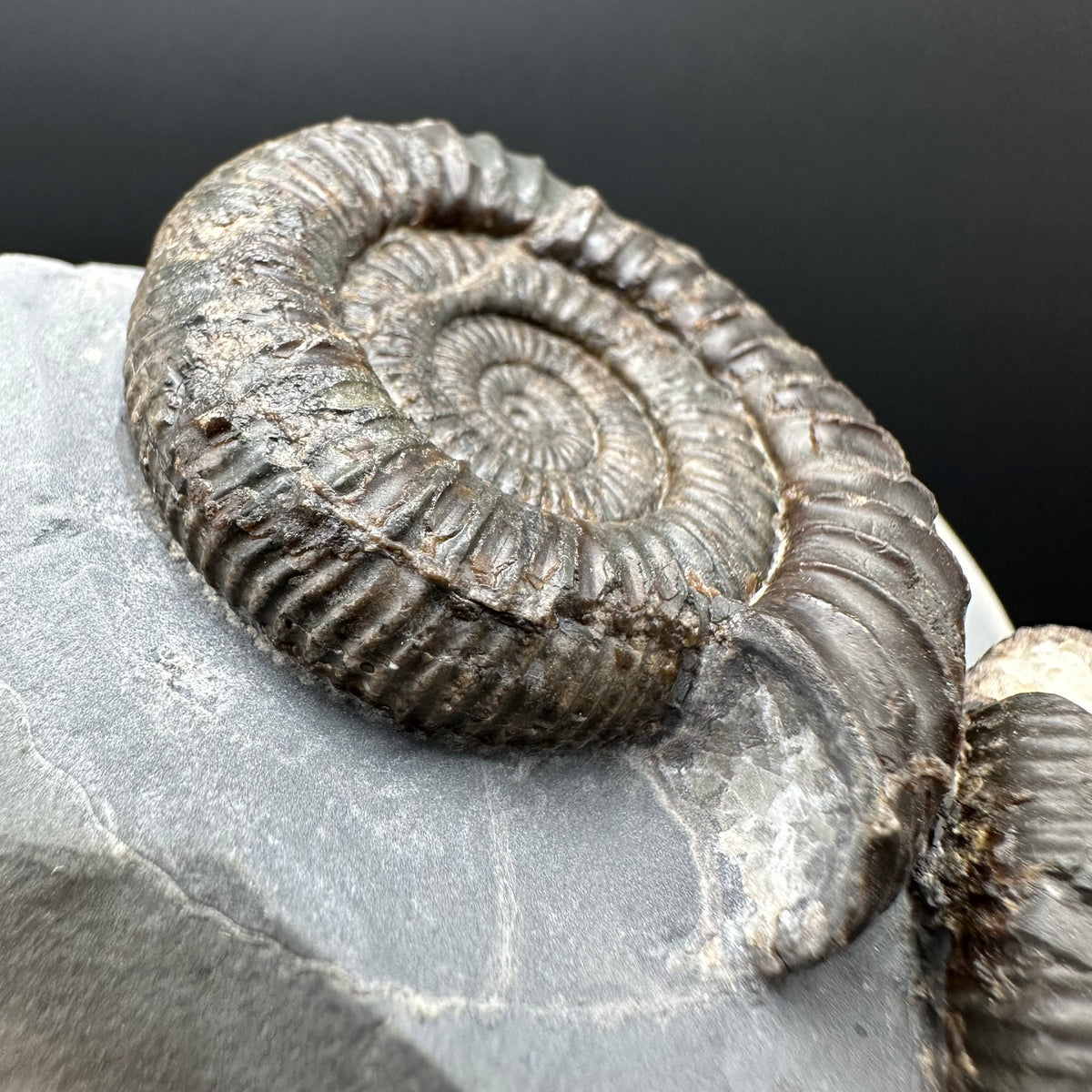 Dactylioceras Ammonite Fossil With Stand - Whitby, North Yorkshire Jurassic Coast Yorkshire Fossils