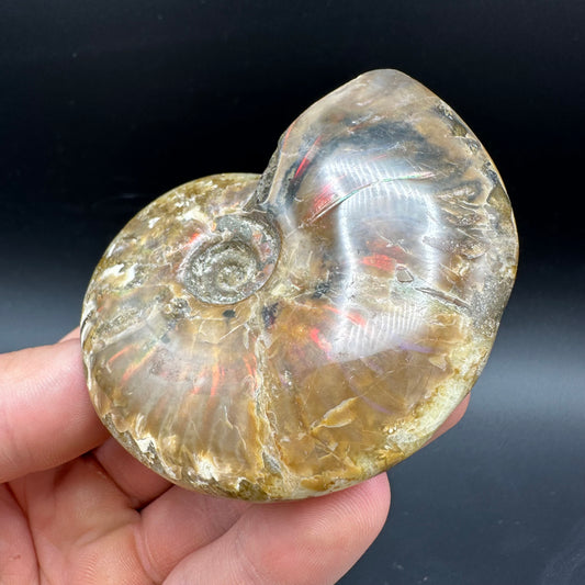 Cleoniceras Ammonite Fossil With Box And Stand - Cretaceous Ammonite Madagascar