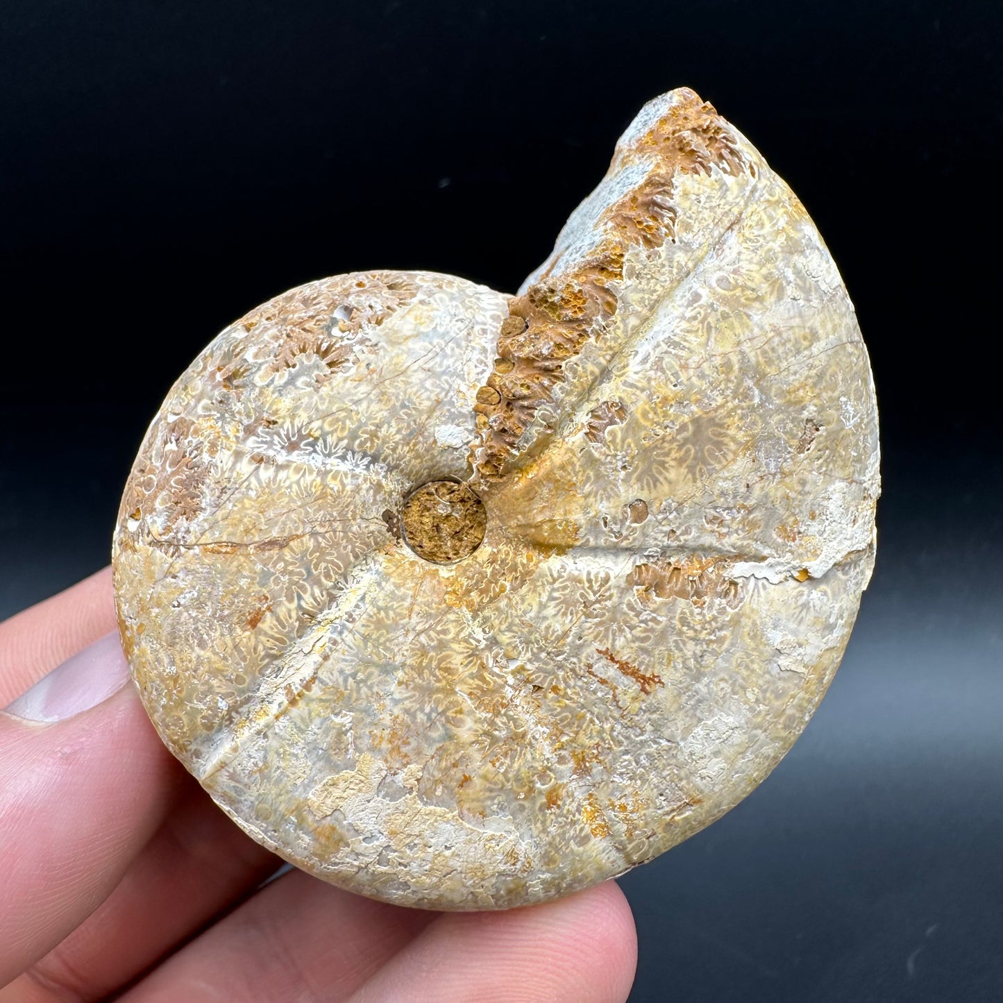 Phylloceras Ammonite Fossil With Box And Stand - Cretaceous Ammonite Madagascar