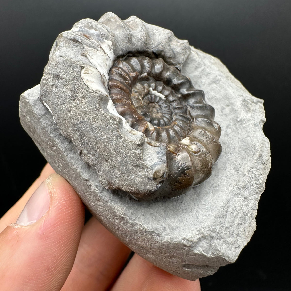 Androgynoceras maculatum ammonite fossil with box and stand - Whitby, North Yorkshire Jurassic Coast Yorkshire Fossils
