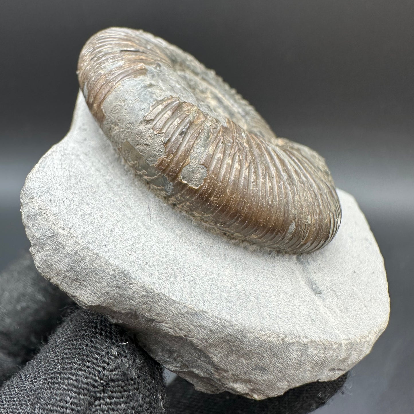 Dactylioceras semicelatum Ammonite fossil with box and stand - Whitby, North Yorkshire Jurassic Coast Yorkshire Fossils
