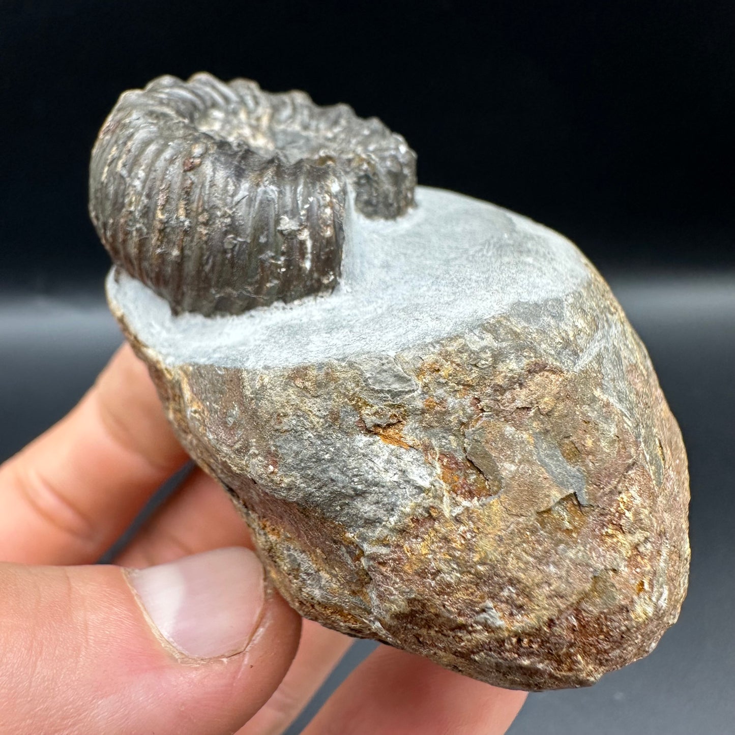 Peronoceras Sp. Ammonite fossil with box and stand - Whitby, North Yorkshire Jurassic Coast Yorkshire Fossils