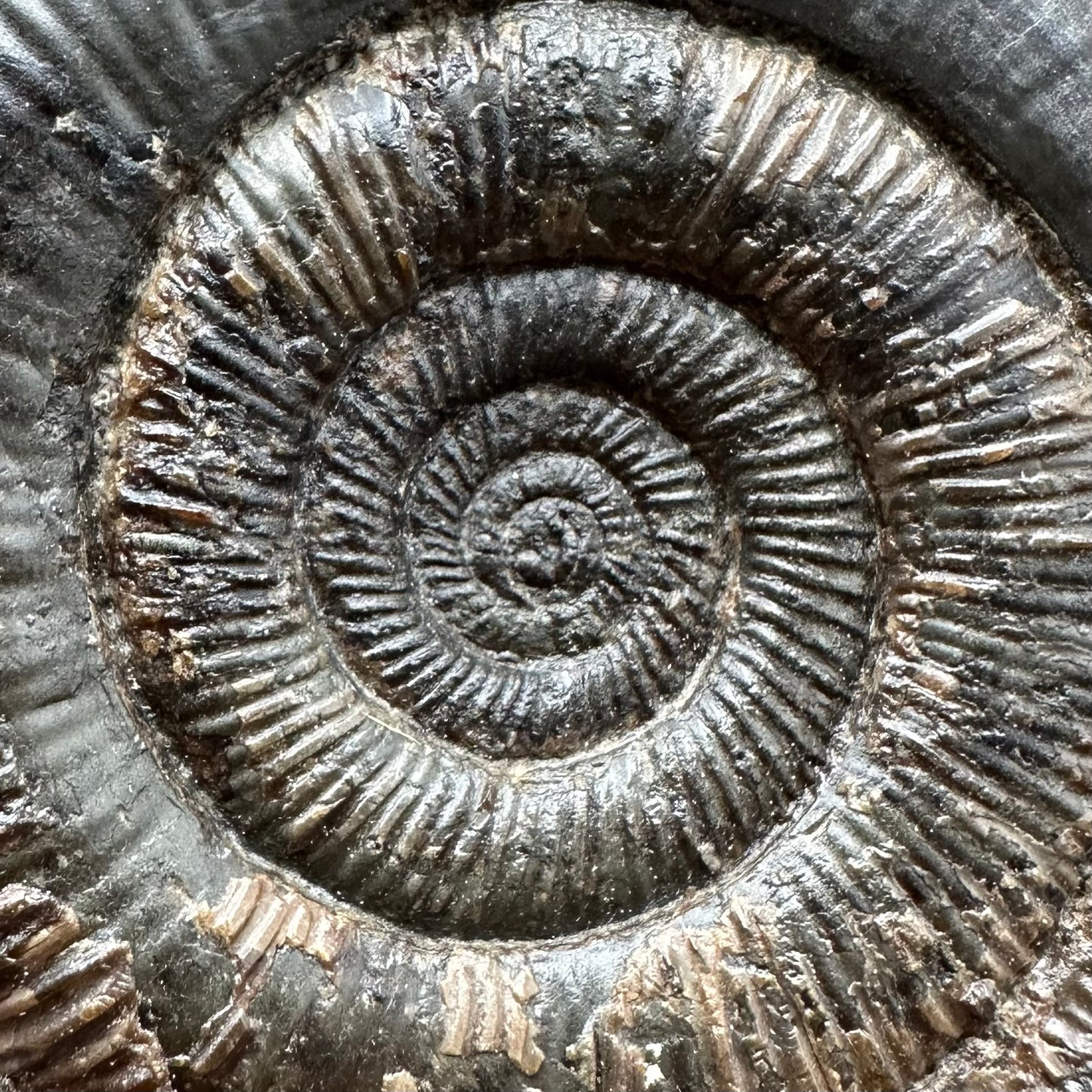 Dactylioceras tenuicostatum Ammonite fossil with box and stand - Whitby, North Yorkshire Jurassic Coast