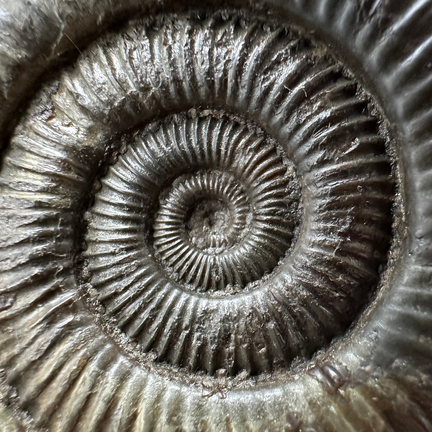 Dactylioceras Ammonite Fossil With box and Stand - Whitby, North Yorkshire Jurassic Coast Yorkshire Fossils