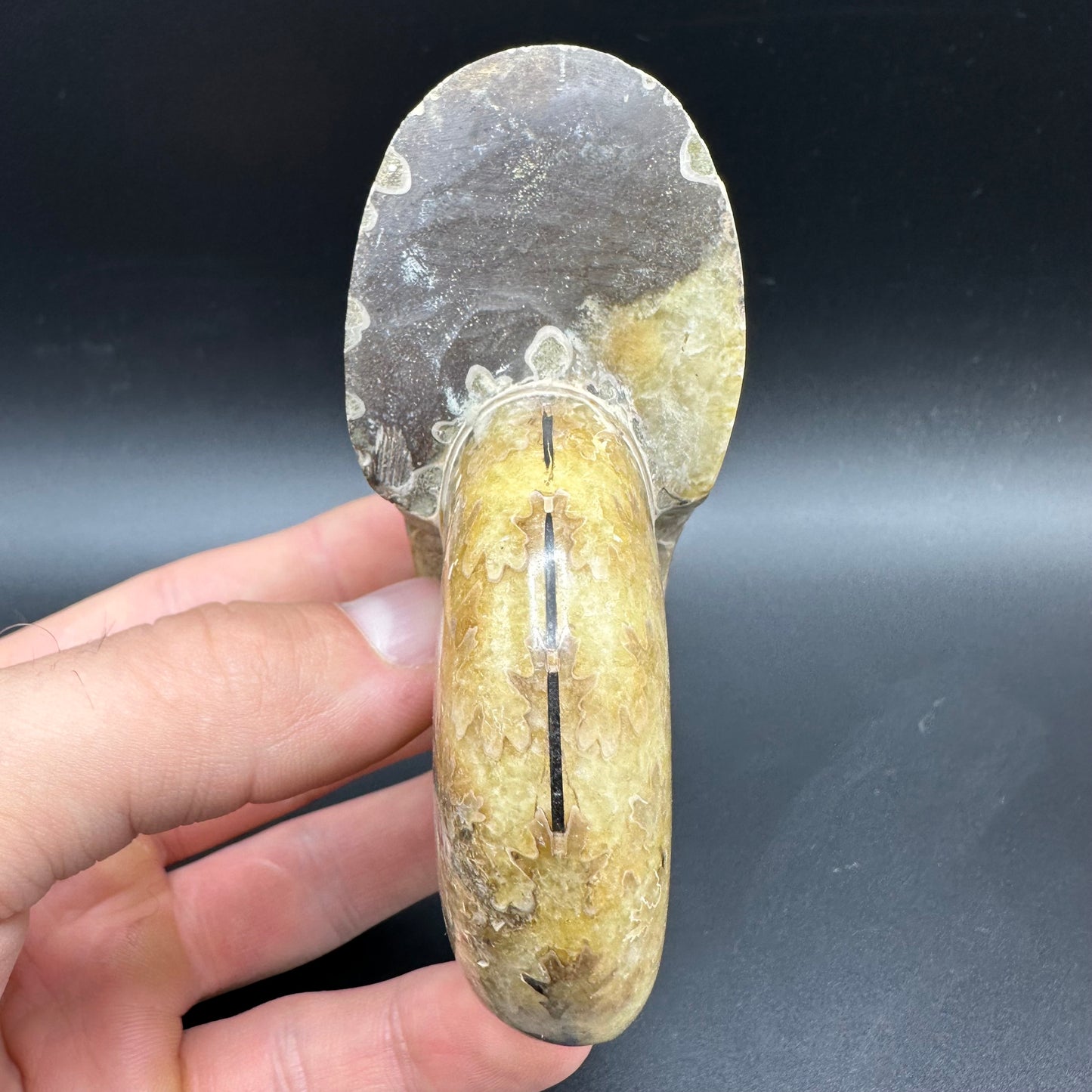 Puzosia Ammonite Fossil With Box And Stand - Cretaceous Ammonite Madagascar