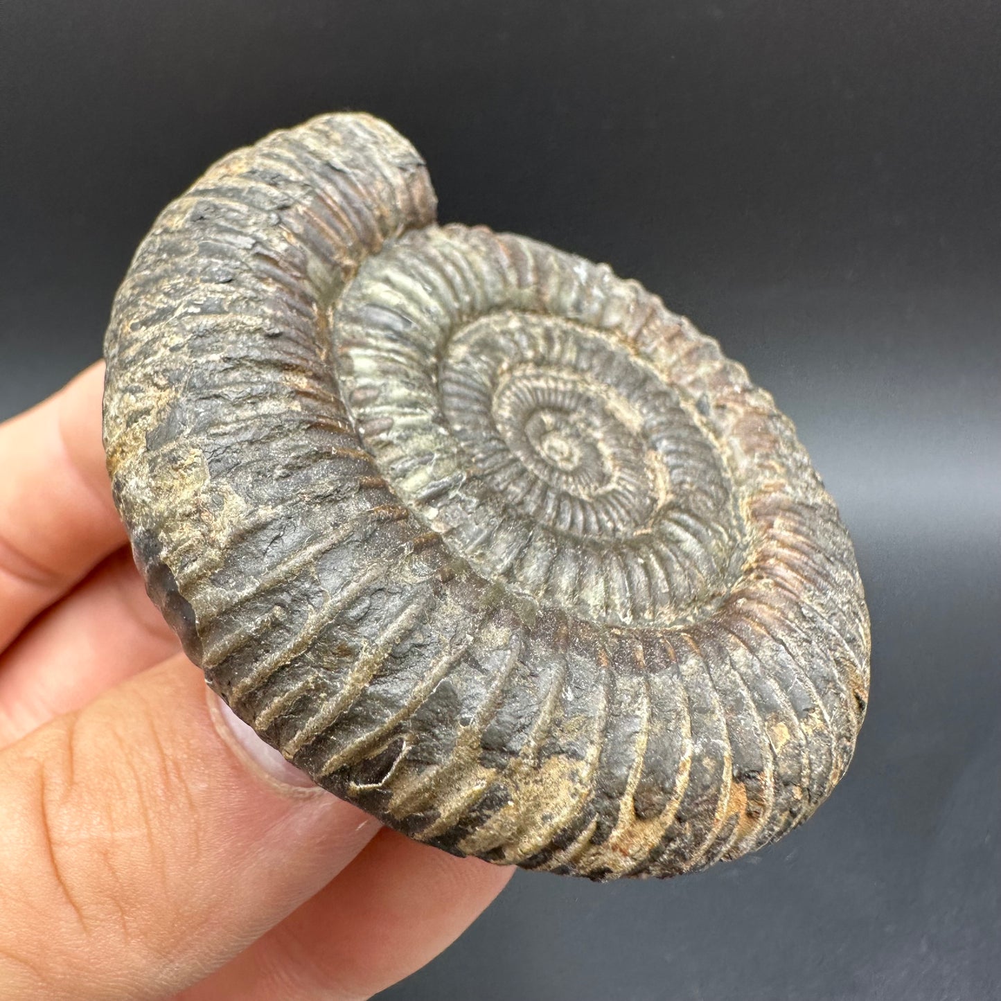 Dactylioceras Ammonite Fossil With Box And Stand - Whitby, North Yorkshire Jurassic Coast Yorkshire Fossils