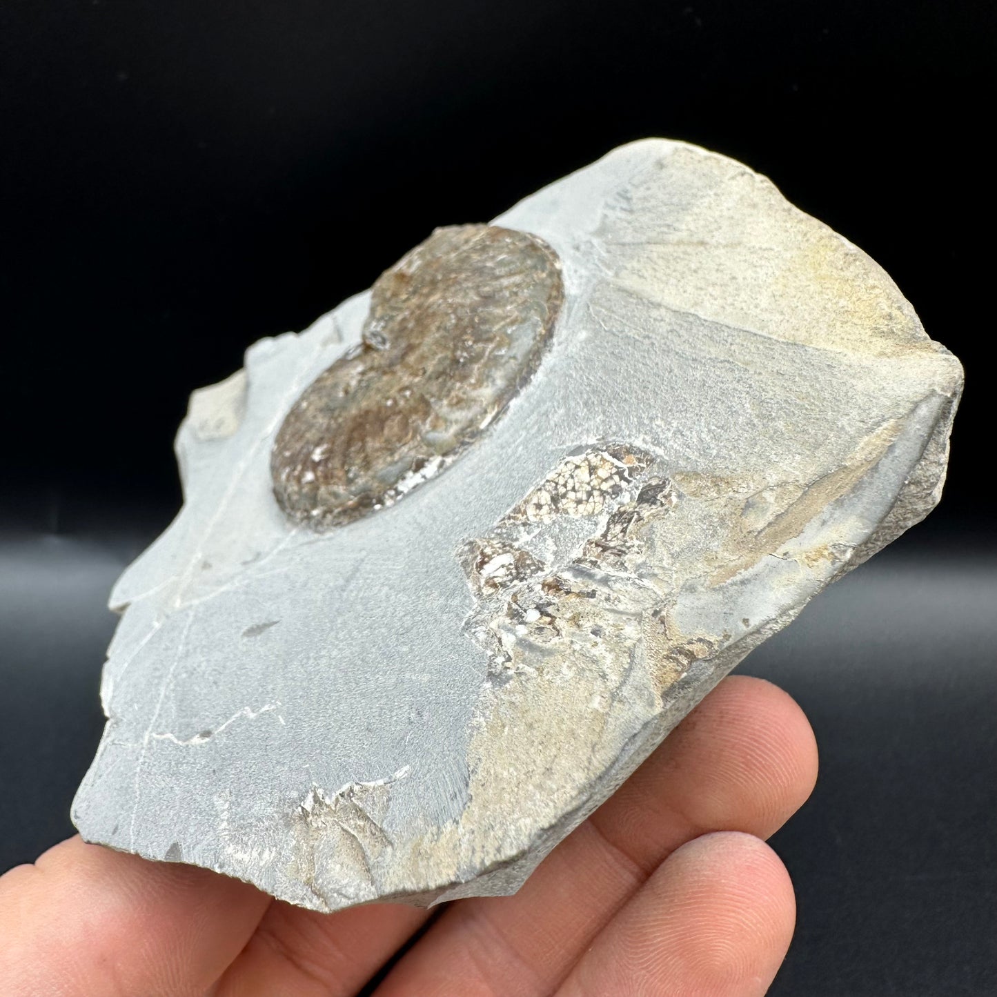 Pseudolioceras lythense Ammonite fossil with box and stand - Whitby, North Yorkshire, Yorkshire Fossils on the Jurassic Coast