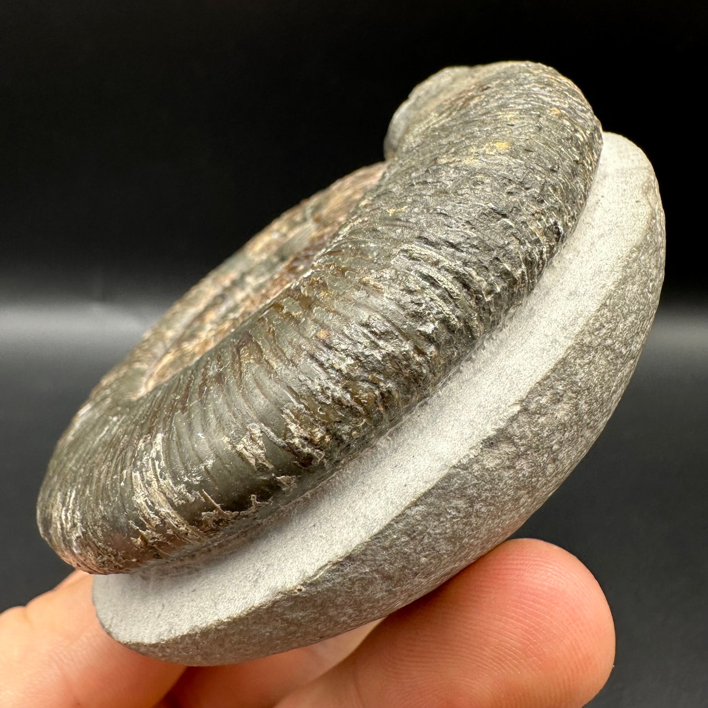 Dactylioceras semicelatum Ammonite fossil with box and stand - Whitby, North Yorkshire Jurassic Coast Yorkshire Fossils