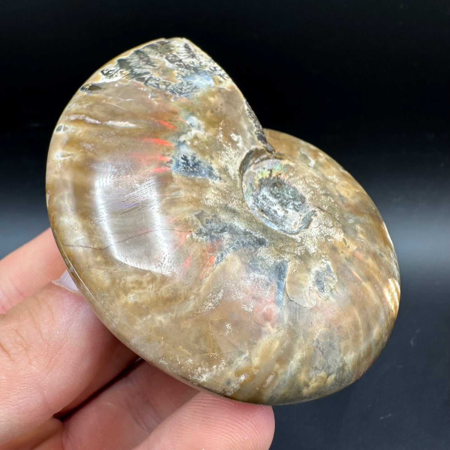 Cleoniceras Ammonite Fossil With Box And Stand - Cretaceous Ammonite Madagascar