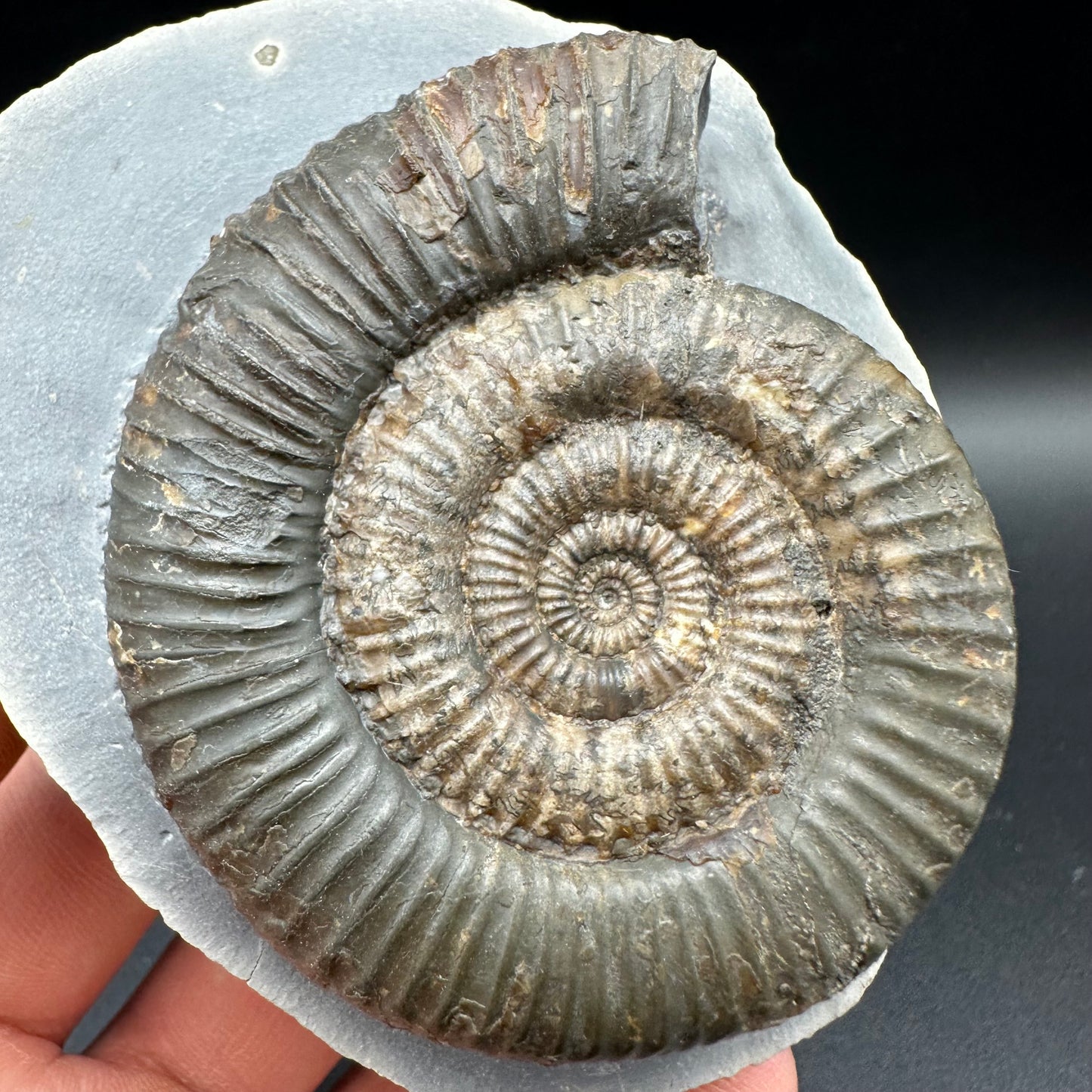 Zugodactylites ammonite fossil with box and stand - Whitby, North Yorkshire Jurassic Coast, Yorkshire fossils