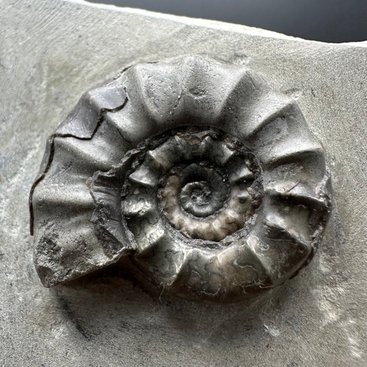 Eugassiceras Ammonite shell fossil with box and stand - Whitby, North Yorkshire Jurassic Coast Yorkshire Fossils
