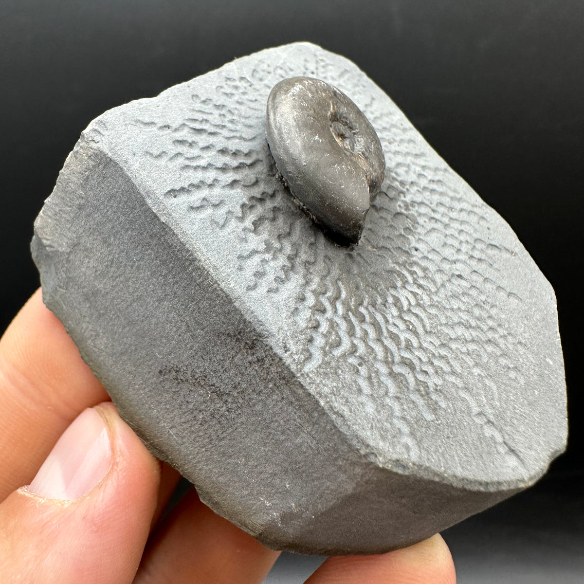 Eleganticeras Elegantulum ammonite fossil with box and stand - Whitby, North Yorkshire Jurassic Coast, Yorkshire Fossils