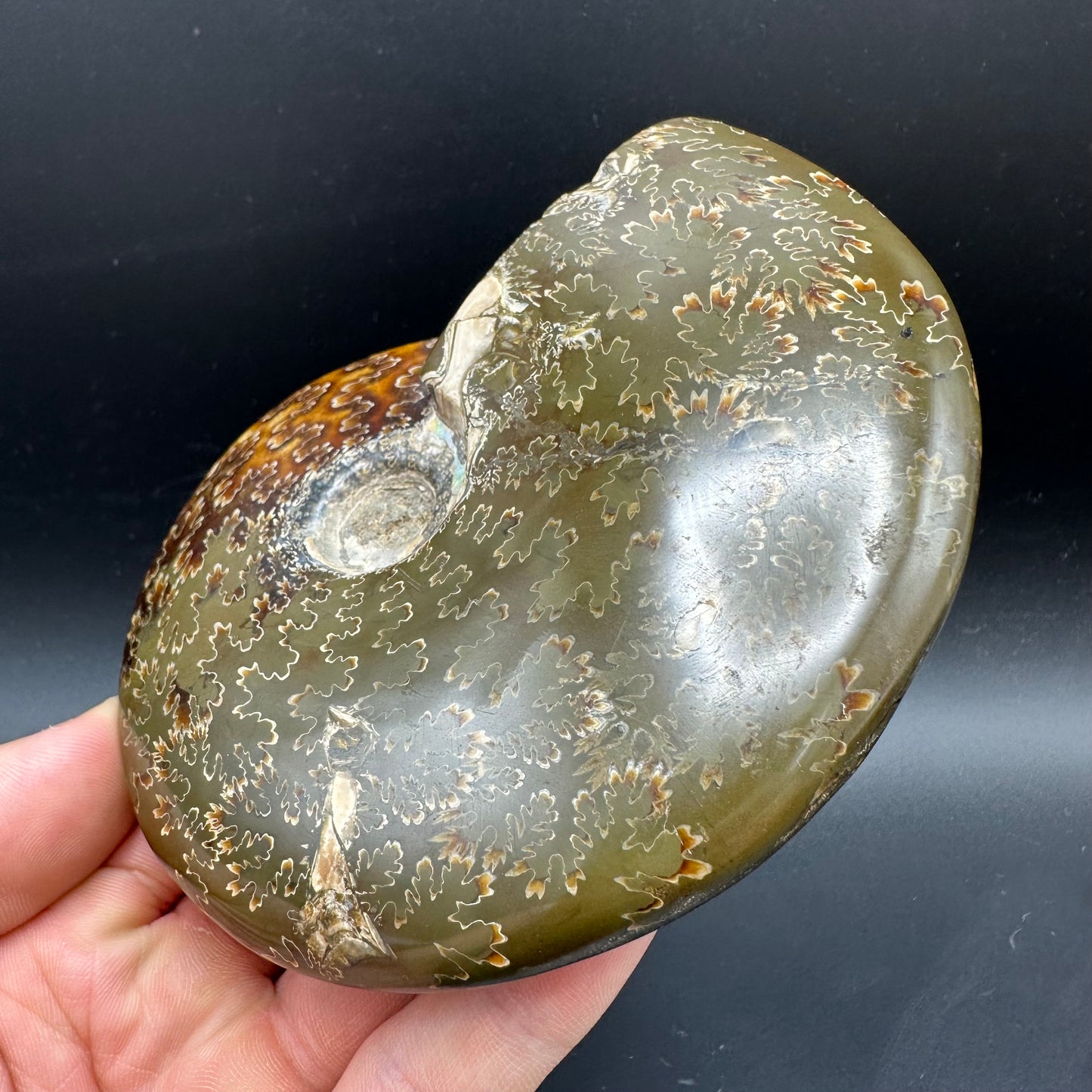 Cleoniceras Ammonite Fossil With Stand - Cretaceous Ammonite Madagascar