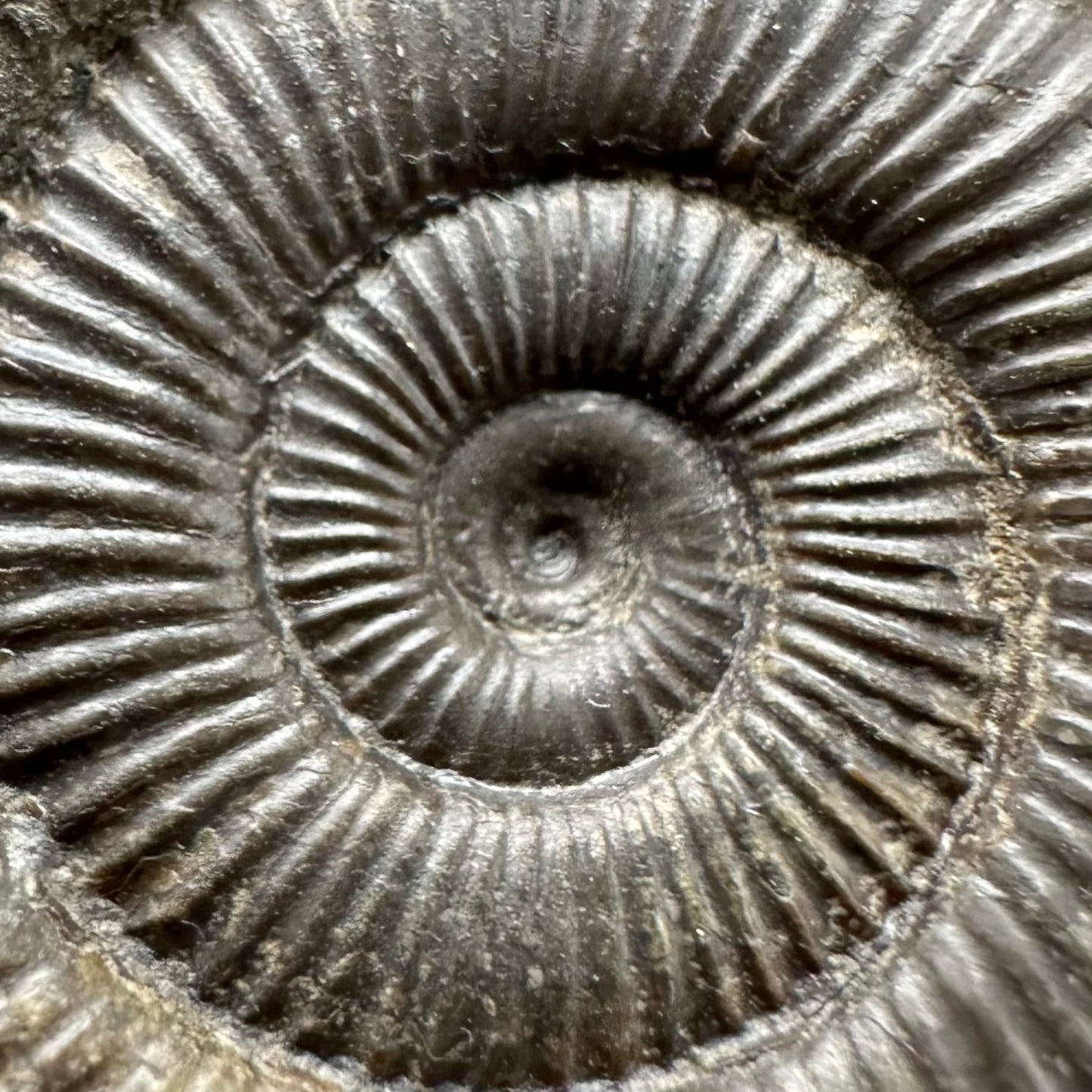 Dactylioceras Ammonite Fossil Gift Set - Whitby, North Yorkshire Jurassic Coast Yorkshire Fossils
