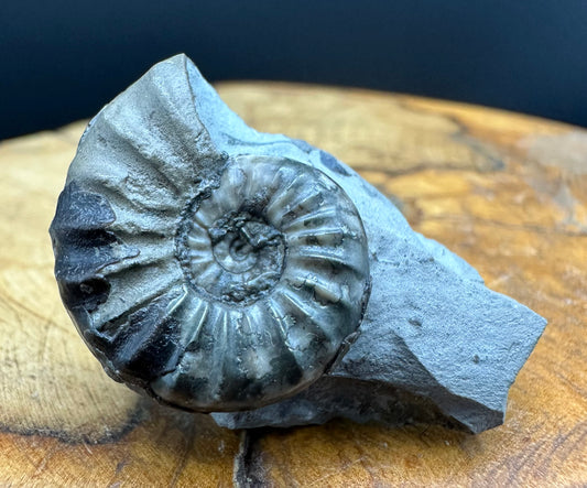 Aegasteroceras sagittarium ammonite fossil with box and stand - Whitby, North Yorkshire Jurassic Coast Yorkshire Fossils