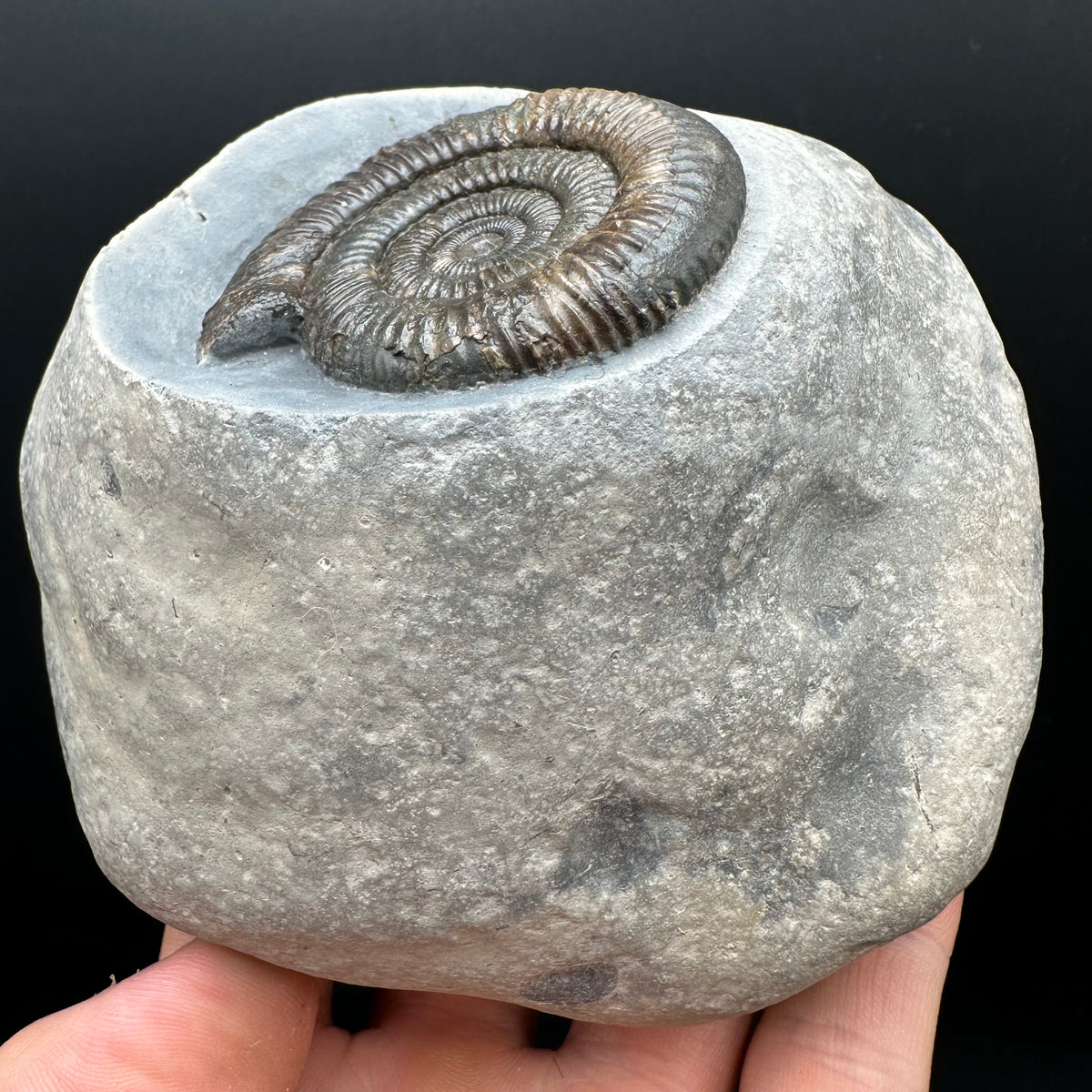 Dactylioceras Ammonite Fossil With Stand - Whitby, North Yorkshire Jurassic Coast Yorkshire Fossils