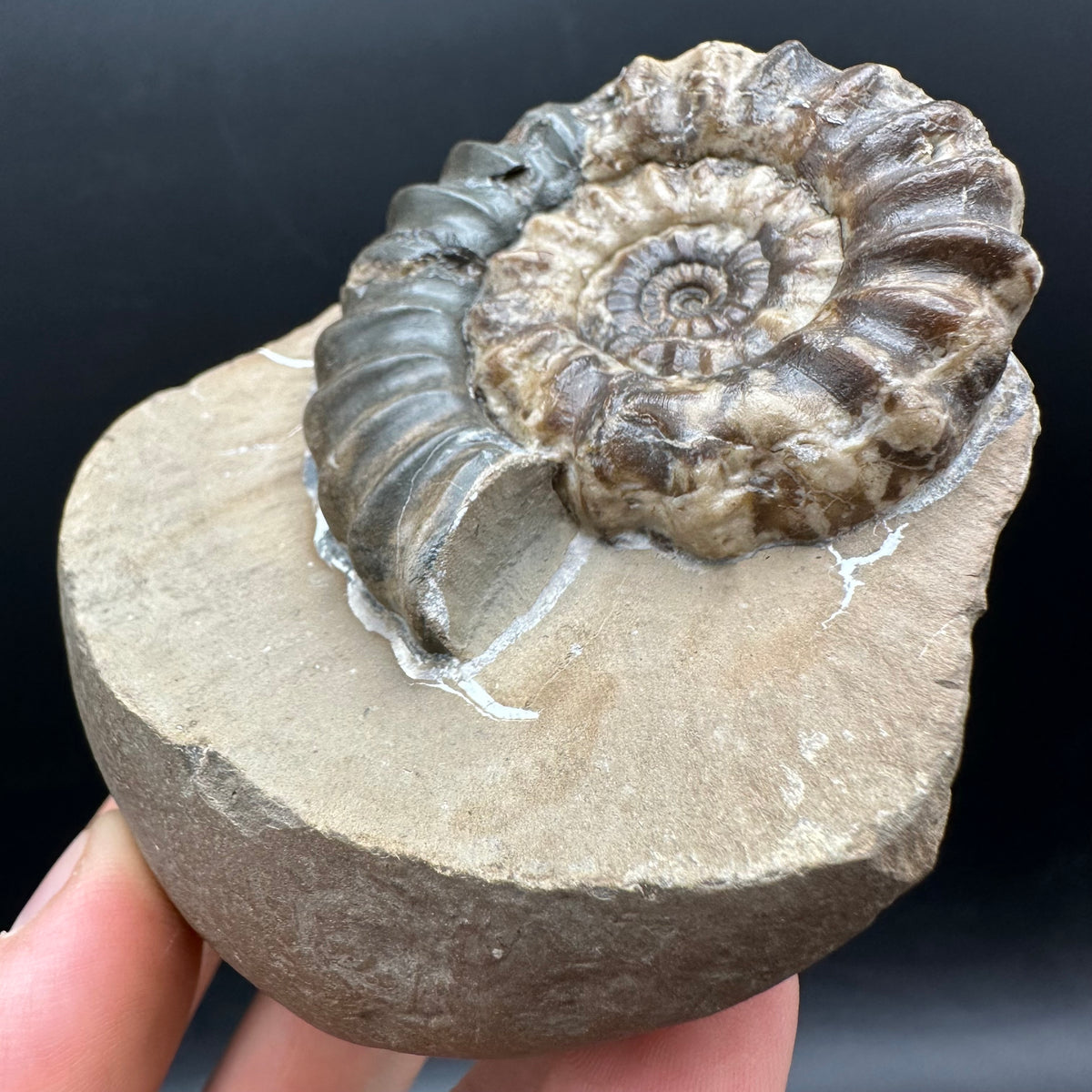 Androgynoceras maculatum ammonite fossil with stand - Whitby, North Yorkshire Jurassic Coast Yorkshire Fossils