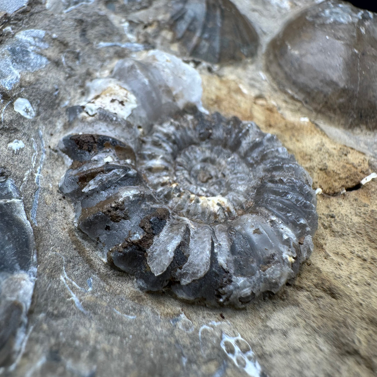 Androgynoceras capricornus Ammonite Fossil With Stand - Whitby, North Yorkshire Jurassic Coast Yorkshire Fossils