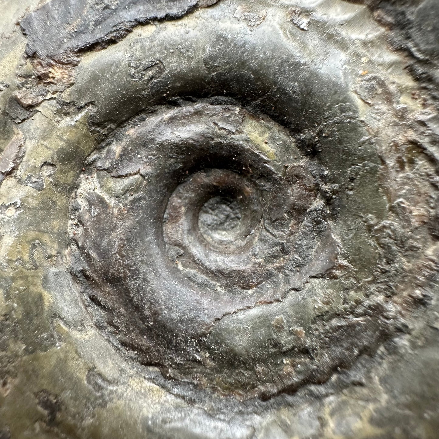 Hildoceras semipolitum Ammonite fossil with box and stand - Whitby, North Yorkshire Jurassic Coast, Yorkshire Fossils from the Jurassic Coast